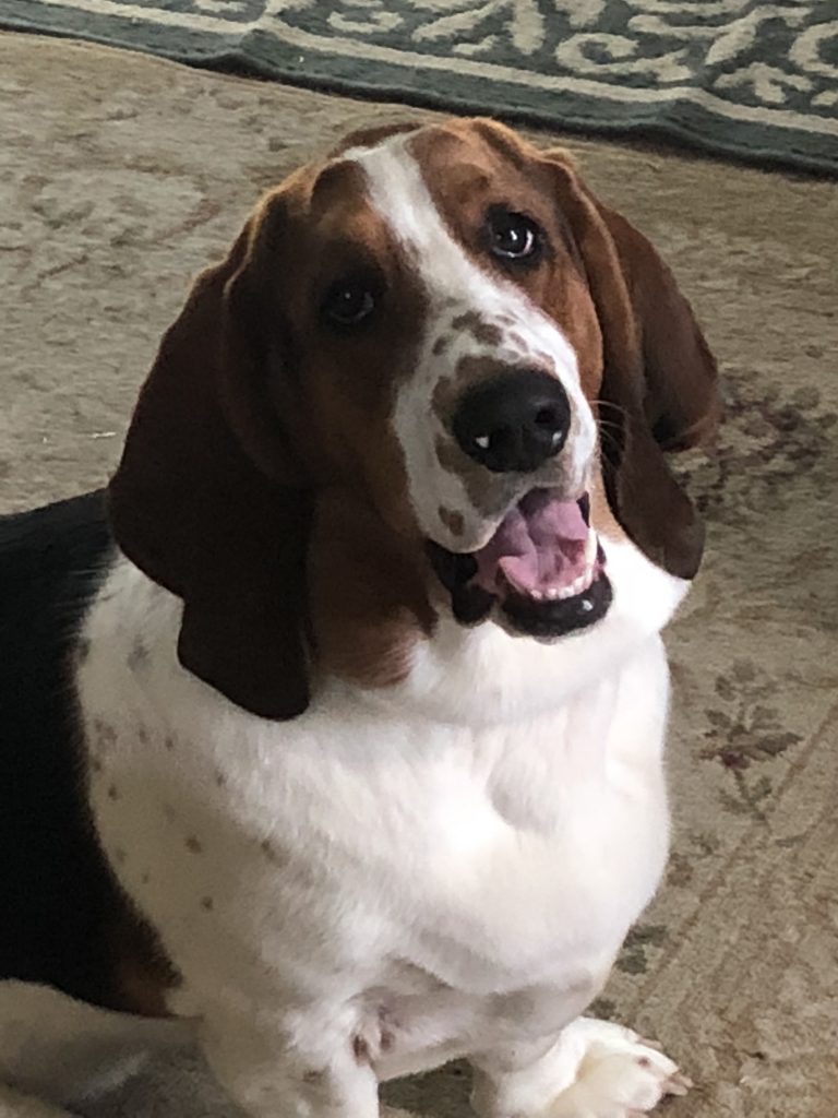 Baxter - Basset Hound World