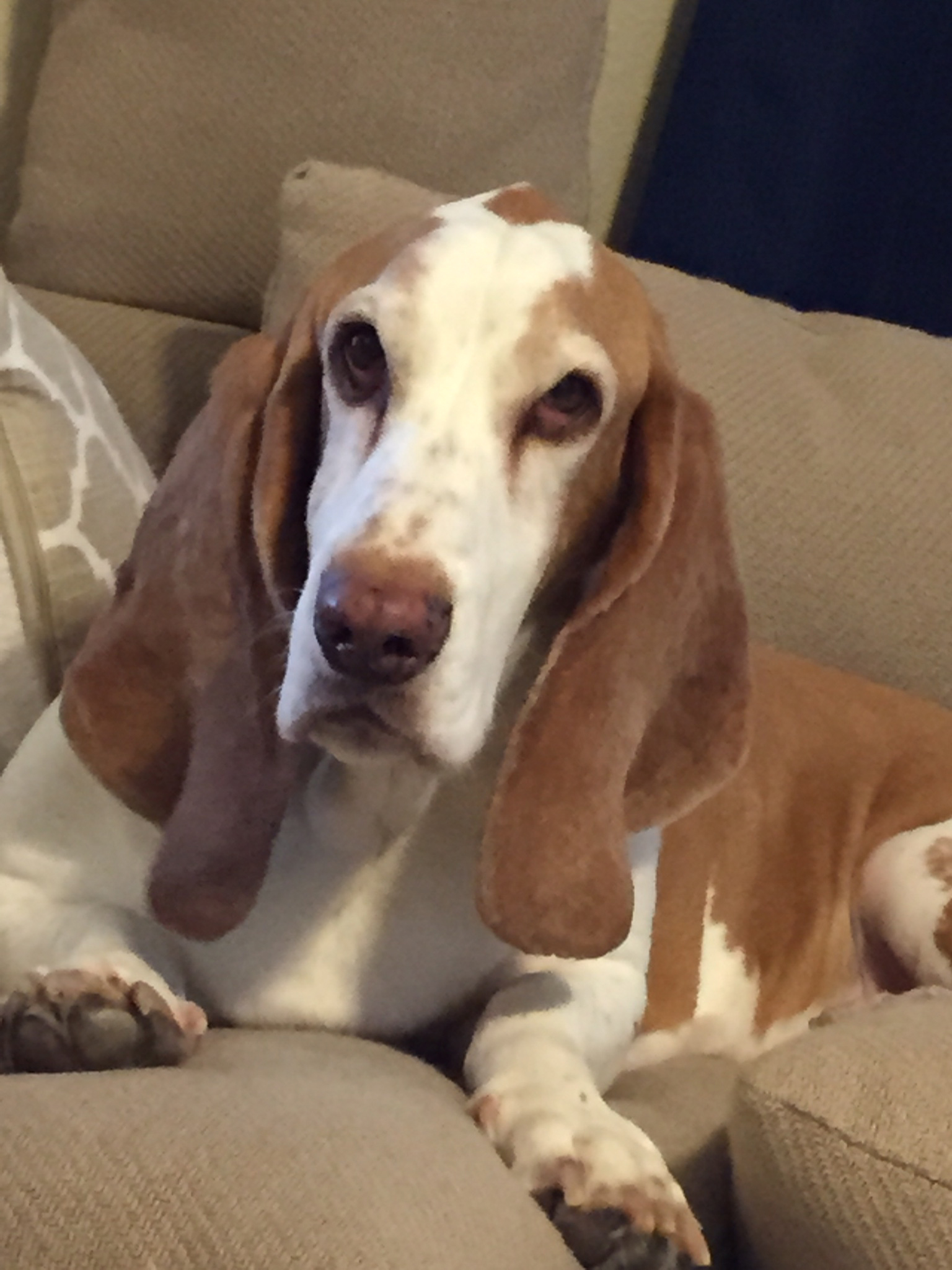 Cooper - Basset Hound World