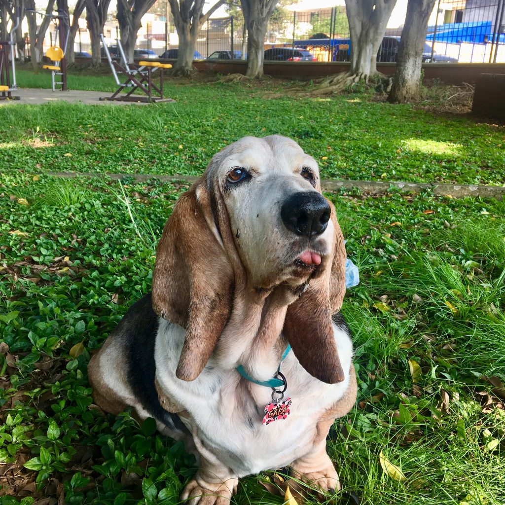 Gala - Basset Hound World